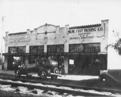 The Milne Fruit Packing Company at 220 1st Ave. S., near the ACL depot. c. 1930
